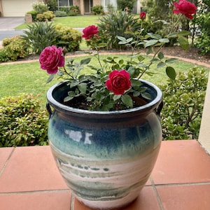 May include: A large, glazed ceramic planter with a blue and green ombre effect, holding a rose bush with vibrant red blooms. The planter has two small handles and is filled with soil. The roses are in full bloom.
