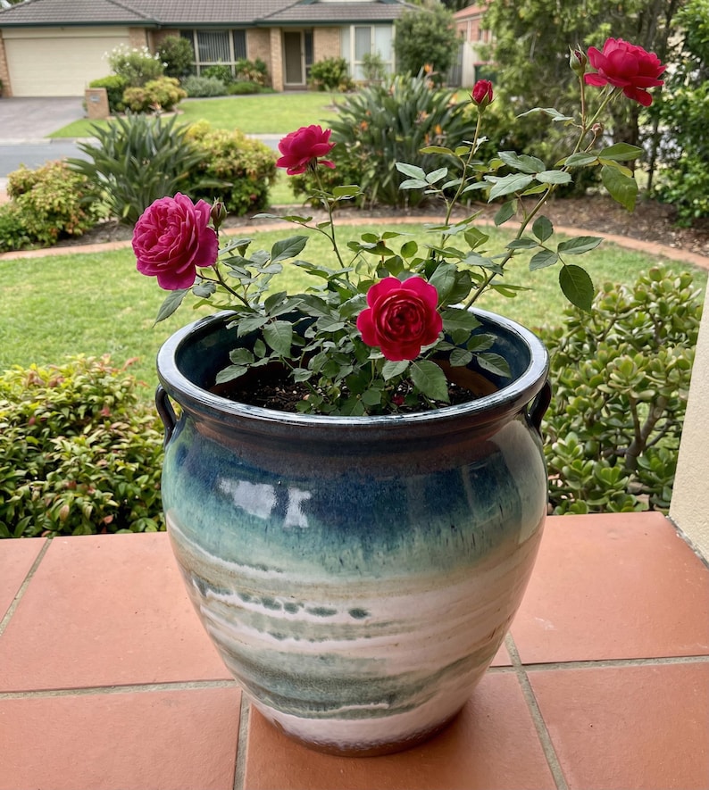 May include: A large, glazed ceramic planter with a blue and green ombre effect, holding a rose bush with vibrant red blooms. The planter has two small handles and is filled with soil. The roses are in full bloom.