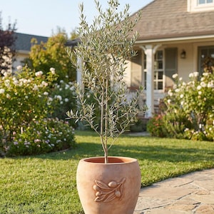 May include: An olive tree in a terracotta pot with an embossed olive branch design. The tree has slender branches and green leaves, and is set on a stone pathway in a garden. The pot is approximately 60 cm in diameter.