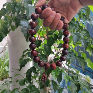 Gebedsmala met 21 kralen van 20 mm of 25 mm, gemaakt van natuurlijk rozenhout | Boeddhistische mala-armband | Donkerrood hout | Handgebedskralen afbeelding 14
