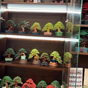 May include: A collection of bonsai trees on display within a glass cabinet. The miniature trees showcase green and red foliage, with detailed branch structures. Several pots are labelled "Sold". The trees are in various sizes.