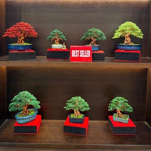May include: A display of bonsai trees with various foliage colors, including red and green. Each tree is potted in a ceramic container and displayed on a red and black stand. A red sign with "BEST SELLER" is also displayed.