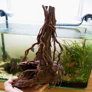 aralia bonsai Aralia Ming Gold Bonsai Tree, Aralia Parsley, Live Plant main image 0