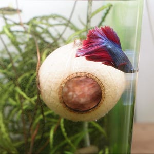 May include: A vibrant betta fish with red and blue fins rests near a coconut shell cave in a clear aquarium. The aquarium also contains green aquatic plants. The coconut shell has a circular opening and is beige in color.
