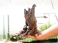 Bonsai Driftwood Aquarium Tree: Natural Sculpture with Stone & Roots product logo