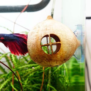 May include: A vibrant betta fish with blue and red fins swims near a decorative coconut shell aquarium hideaway. The coconut shell has a cross-shaped window. Green aquatic plants are in the foreground.