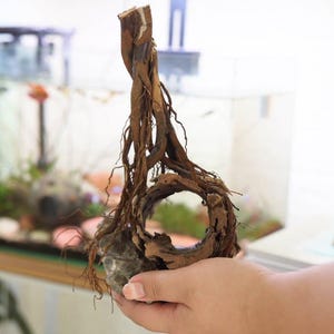 Bonsai Driftwood Tree: Natural Aquarium Decor, Betta Fish Hideout