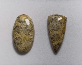 Fossil Coral Cabochons: Yellow Grey Mix, 15-31mm, AAA Quality (2 Pieces)