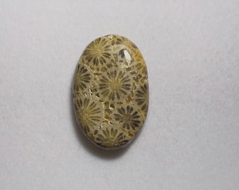 Ovale cabochon van fossiel koraal voor het maken van sieraden (19 x 30 mm)