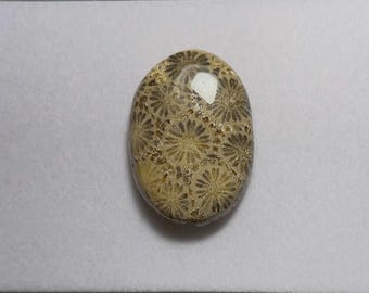 AAA Grade Fossil Coral Cabochon: Oval Shape, 22x32mm, Yellow Grey (1 Piece)
