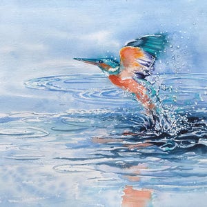 May include: Watercolor painting of a kingfisher bird taking flight from water. The bird has orange, blue, and white feathers. Water droplets and ripples are visible, creating a dynamic and lively scene. The background is a soft blue.
