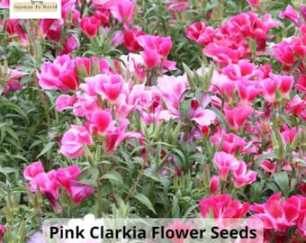 Pink Clarkia Seeds: Annual Flower | Summer Bloom | USA Seller