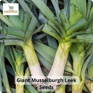 May include: Close-up of Giant Musselburgh Leek Seeds. The image shows several fresh leeks with long, green leaves and white stalks. The text "Giant Musselburgh Leek Seeds" is displayed at the bottom of the image. The leeks are a vibrant green and white.