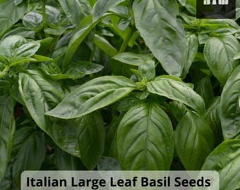 Italian Large Leaf Basil Seeds: Non-GMO Culinary Herb
