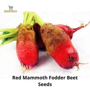 May include: Close-up of several red Mammoth Fodder Beet seeds. The beets have a vibrant red color with brown tops and green stems. The text "Red Mammoth Fodder Beet Seeds" is displayed at the bottom of the image.