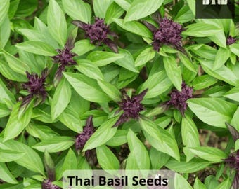 Thai Basil Seeds | Non-GMO Heirloom Herb | Aromatic Culinary Basil for Cooking, Tea