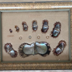 Vintage Japanese Cultured Pearl Growth Shadowbox Display, Mid Century, Oyster Shells, Wall Art, Educational Specimen, Curiosity, Oddity