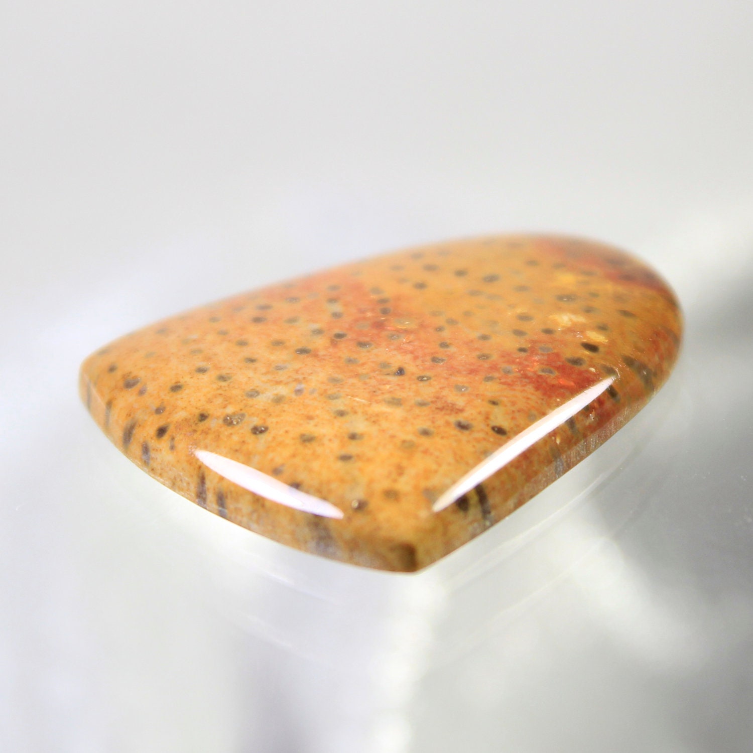 Petrified Palm Wood Designer Cut Cabochon, Designer Cabochons