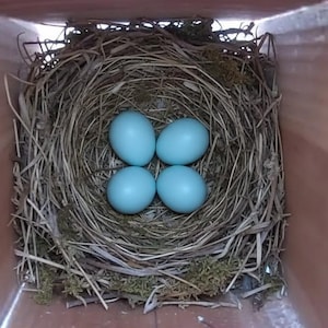 Puede incluir: Un nido de ave construido con ramas secas, hierba y musgo, que contiene cuatro huevos lisos de color azul claro. El nido est&aacute; colocado dentro de una caja cuadrada de madera clara, visto desde arriba, mostrando la estructura interior.