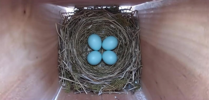 Puede incluir: Un nido de ave construido con ramas secas, hierba y musgo, que contiene cuatro huevos lisos de color azul claro. El nido est&aacute; colocado dentro de una caja cuadrada de madera clara, visto desde arriba, mostrando la estructura interior.