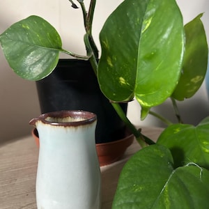 May include: A small, light blue ceramic creamer with a brown rim and a spout. The creamer has a simple, elegant design and is placed in front of a lush green plant with large leaves. The creamer has a small logo at the bottom.