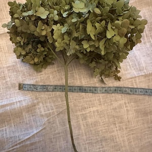 May include: Dried hydrangea flower head with a long stem. The flower head is a muted green color, and a measuring tape is placed next to the stem. The stem is approximately 12 inches long.