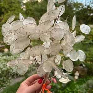 Op de afbeelding: Een boeket gedroogde Lunaria, ook wel judaspenning genoemd, met doorschijnende, muntvormige zaaddozen. De stelen zijn vastgebonden met oranje touw. De achtergrond is een vage tuin met groene vegetatie.