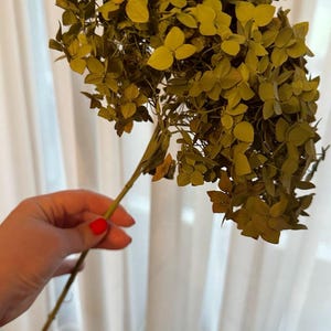May include: A dried hydrangea flower head with a stem, held against a white curtain. The flower is a muted yellow-green colour, with many small, textured petals. The stem is thin and brown.