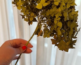 Preserved Olive Green Hydrangea Stem • Dried Sage Green Flower