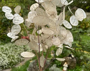 Getrocknetes Lunaria Bouquet - Silberdollar Pflanze, rustikale Wohnkultur