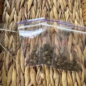 3x35 Lunaria Seeds | Money Plant Silver Dollar | Dried Flower Garden | Lunaria Seeds Pack (3x35) | Rustic Silver Dollar Plant for Garden