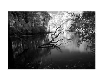 May include: A black and white infrared photograph of a calm lake featuring a prominent, leafless tree branch extending from the water surface. The surrounding forest is rendered in bright, high-contrast tones, with dark reflections visible on the water.