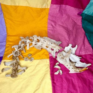 May include: Two animal bone fragments and a spine section rest on a colorful patchwork background. The bones are off-white with some brown staining. The background is a mix of yellow, orange, pink, purple, and teal fabric.