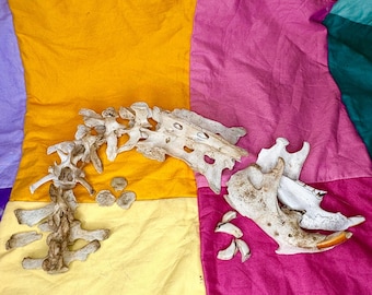 Assorted Beaver Bones | Jaw, Teeth, Vertebrae (Ethically Sourced)