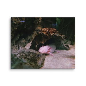 May include: A pink axolotl rests on a sandy bottom, partially sheltered under a dark, textured rock formation. The axolotl has feathery gills and a relaxed posture. The scene is set in an aquarium.