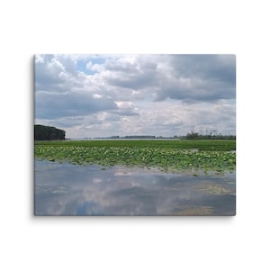Puede incluir: Imagen de un paisaje con un cuerpo de agua cubierto de nenúfares, que refleja el cielo nublado. Un campo verde y árboles bordean el horizonte. La escena está capturada en un lienzo.