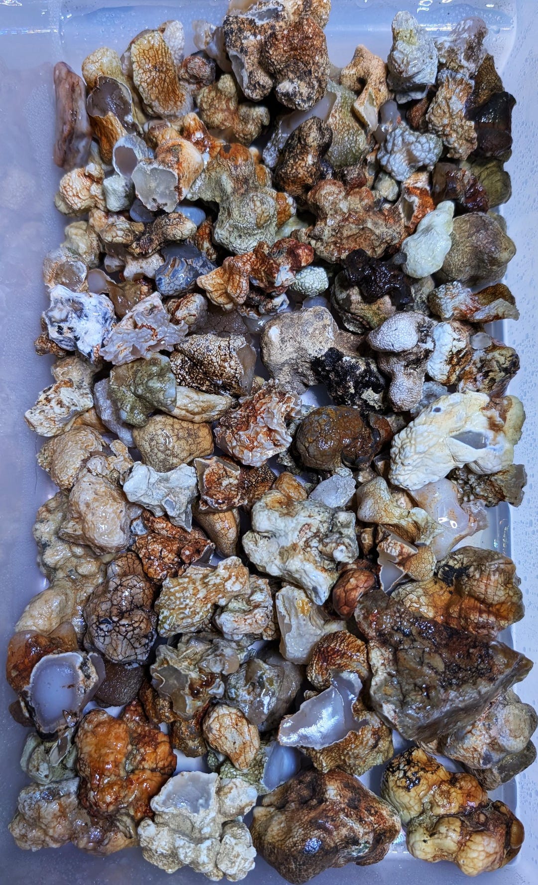 2 Lbs Oregon Agate/snakeskin Agate Rough Mix Rockhounding Lot - Etsy