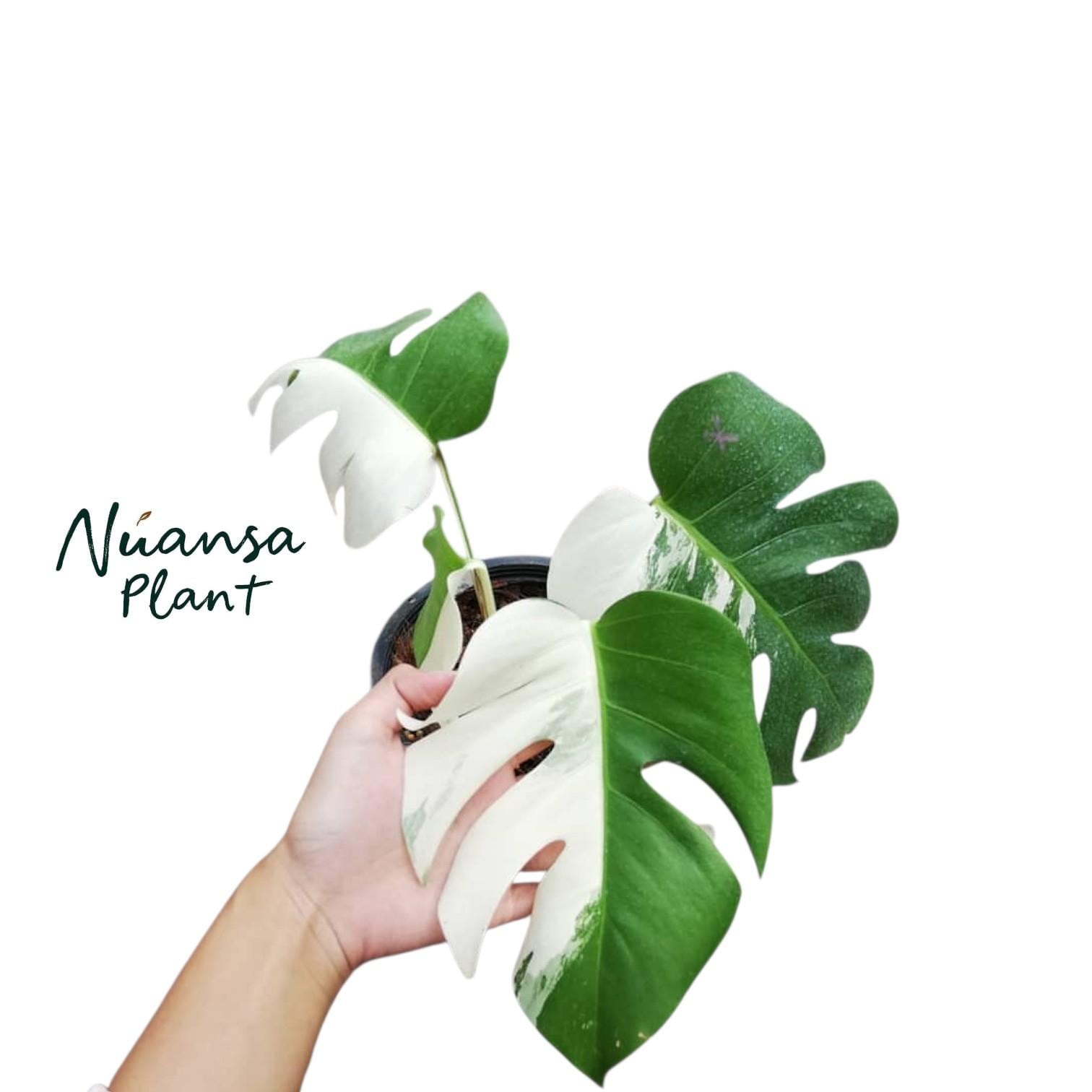 ハーフムーンモンステラ - Etsy 日本