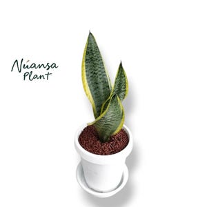 Sansevieria Futura Superba Variegata Rara e Unica Pianta Serpente – Pianta tropicale da interno ed esterno