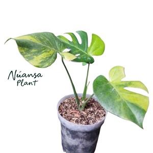 Puede incluir: Una planta de Monstera en maceta con hojas grandes y abigarradas en tonos verdes y amarillos. La planta está en una maceta de plástico gris llena de tierra. El texto "Nuansa Plant" está escrito en cursiva en el lado izquierdo.