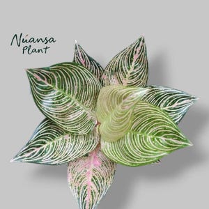 Aglaonema Golden Hope - Etsy