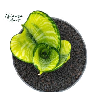 May include: A close-up of a snake plant in a black pot. The leaves are a bright yellow-green with darker green markings. The pot contains dark, textured soil. The text "Nuansa Plant" is visible in the upper left corner of the image.