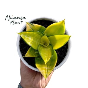 Puede incluir: Una planta de serpiente en maceta con hojas amarillas y verdes vibrantes. La planta está en una maceta blanca llena de tierra oscura. El texto "Nuansa Plant" está escrito en cursiva verde en la parte superior izquierda.