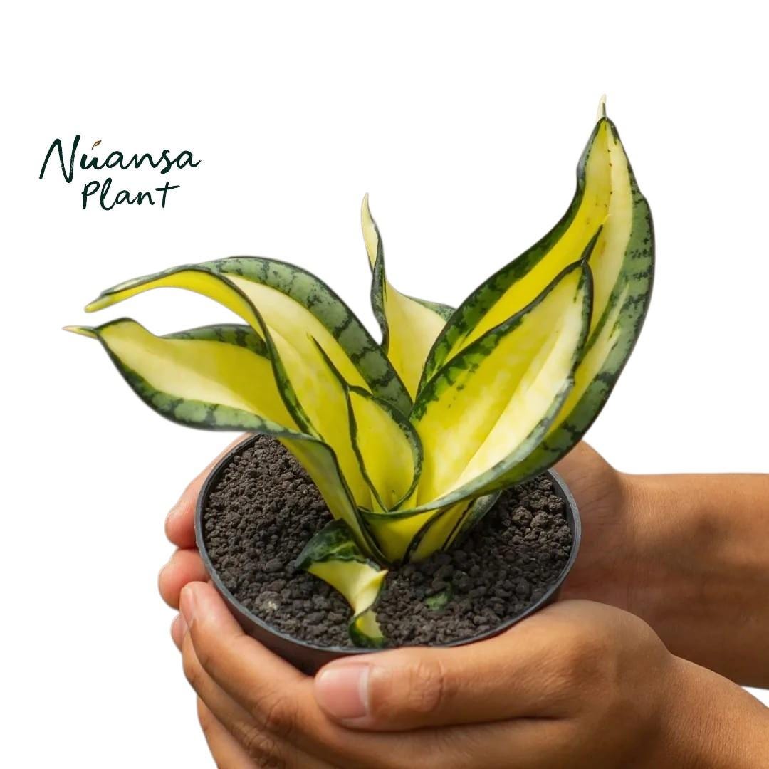 Sansevieria Wendys Mutation - Etsy