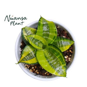 May include: A top-down shot of a potted plant with striking green and yellow leaves. The leaves display a distinctive pattern and are arranged in a circular formation. The pot is white, and the soil is visible. The text "Nuansa Plant" is in the upper left corner.