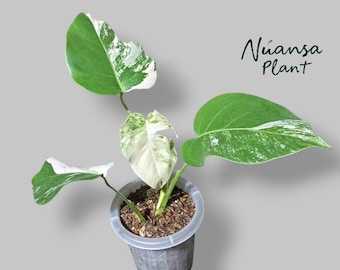 Monstera Albo Marble Variegated Starter Plant | Live Tropical Aroid Houseplant