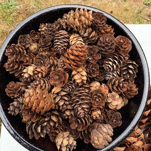 May include: A black bowl filled with various sizes of brown pine cones. The pine cones range in color from light tan to dark brown, with some having a reddish hue. The bowl is sitting on a white surface.