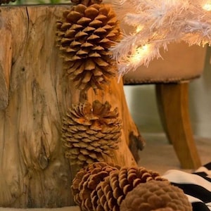 May include: Close-up of several brown pine cones, some attached to a light brown tree stump. A white, decorative tree with small lights is in the background. The pine cones are a natural, rustic decoration.