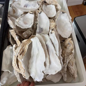 May include: A collection of empty oyster shells arranged in a white plastic tray. The shells feature a smooth, glossy white interior and a rough, textured, light brown and tan exterior. The shells vary in size and shape, showing natural ridges.