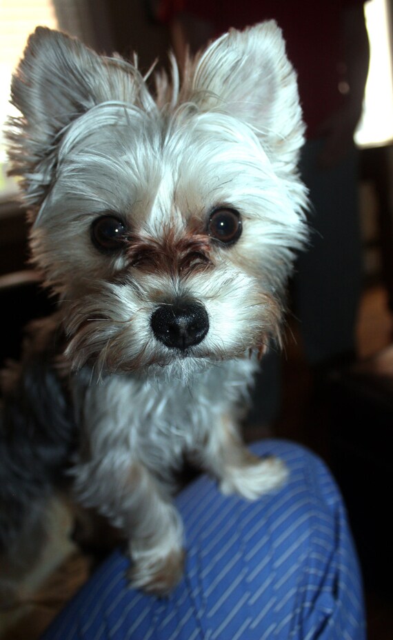 45+ Maltese Yorkie